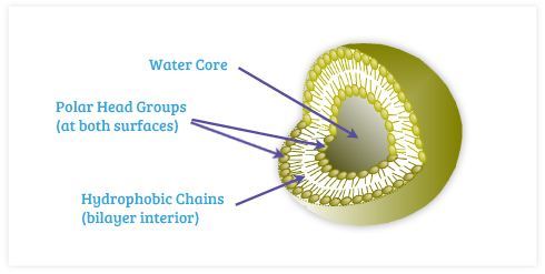 liposomal vitamin C