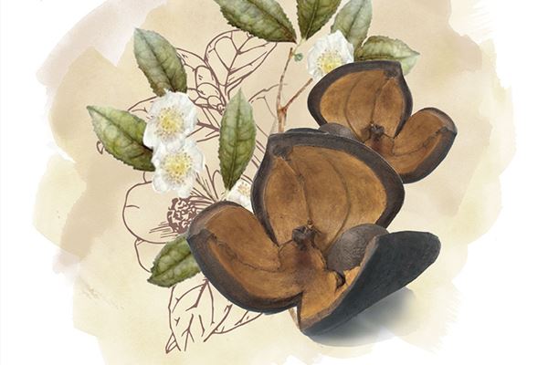 Camellia Seed Oil